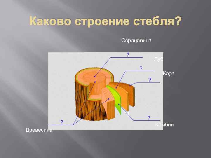 Стебель камбий древесина сердцевина