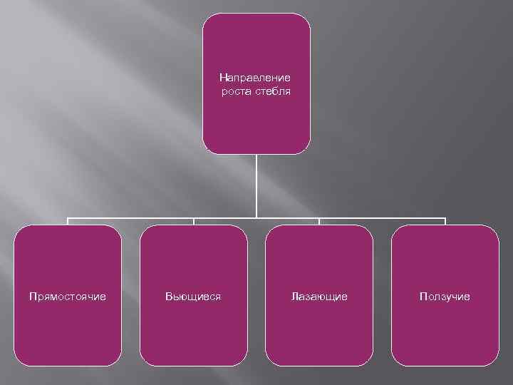 Направление роста стебля Прямостоячие Вьющиеся Лазающие Ползучие 