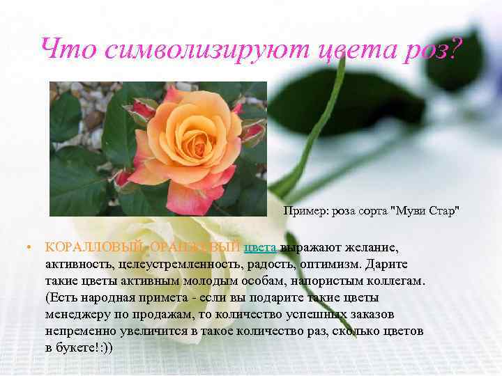 Что символизируют цвета роз? Пример: роза сорта 