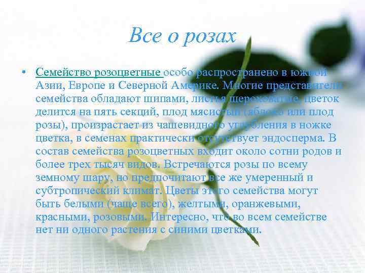 Все о розах • Семейство розоцветные особо распространено в южной Азии, Европе и Северной