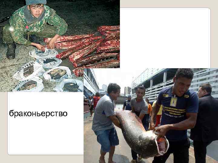 браконьерство 