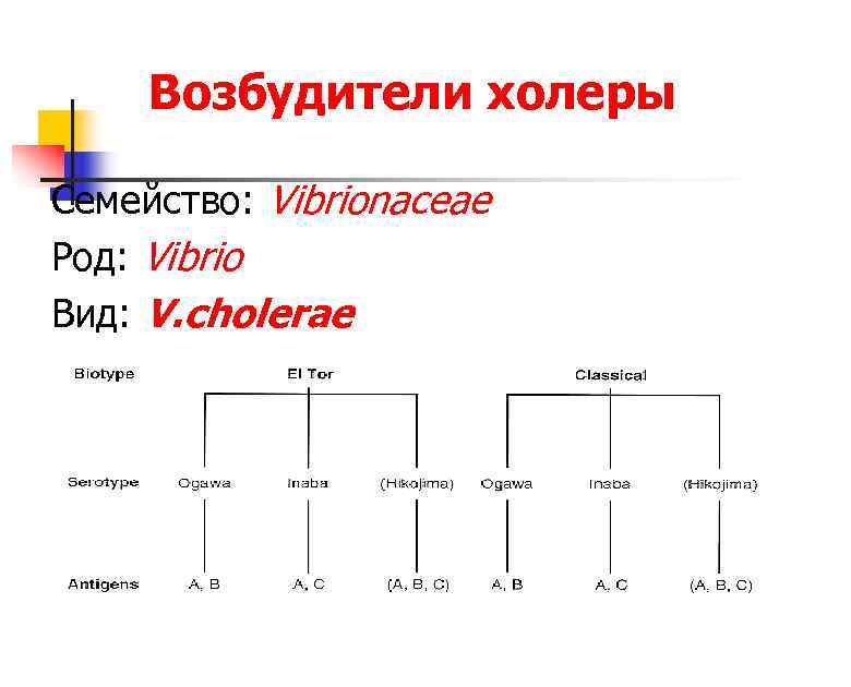 Возбудители холеры Семейство: Vibrionaceae Род: Vibrio Вид: V. cholerae 