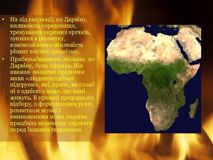  • На хід еволюції, по Дарвіну, впливають середовище, тренування окремих органів, зупинка в