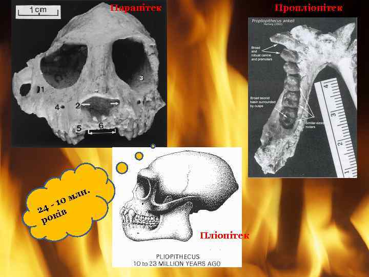 Парапітек Пропліопітек н. л 0 м -1 24 ів рок Пліопітек 