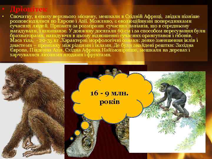  • Дріопітек • Спочатку, в епоху верхнього міоцену, мешкали в Східній Африці, звідки
