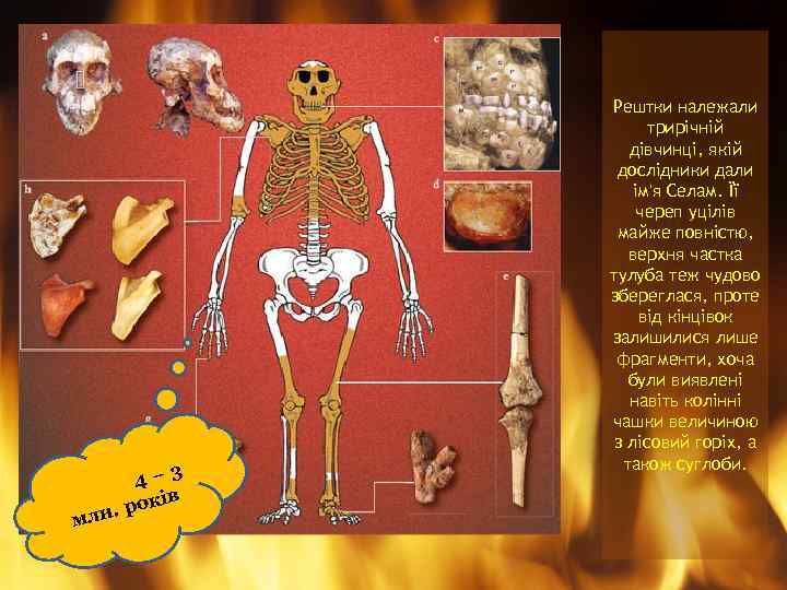 4– 3 ків н. ро мл Рештки належали трирічній дівчинці, якій дослідники дали ім'я