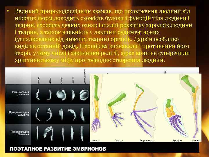  • Великий природодослідник вважав, що походження людини від нижчих форм доводить схожість будови
