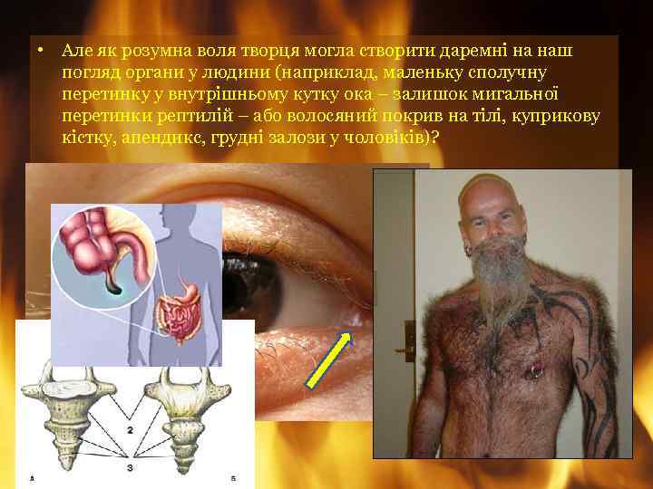  • Але як розумна воля творця могла створити даремні на наш погляд органи