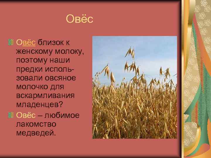  Овёс близок к женскому молоку, поэтому наши предки использовали овсяное молочко для вскармливания