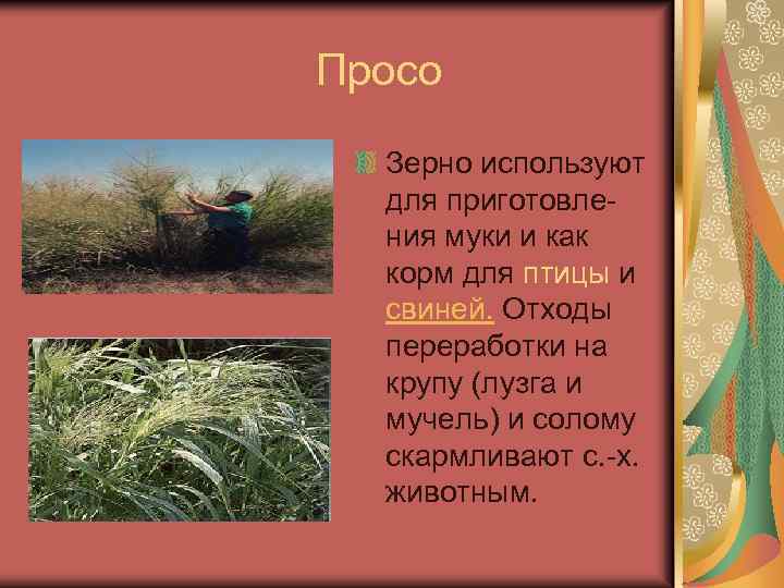  Просо Зерно используют для приготовления муки и как корм для птицы и свиней.