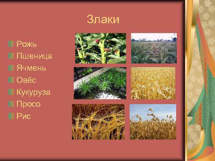  Злаки Рожь Пшеница Ячмень Овёс Кукуруза Просо Рис 