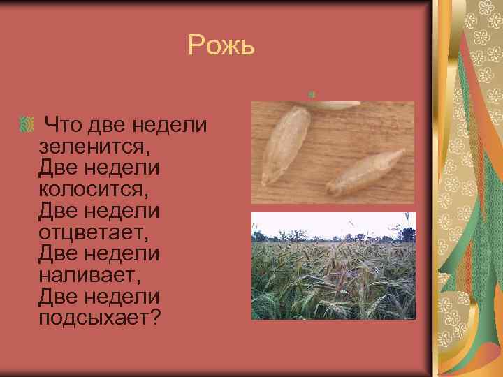  Рожь Что две недели зеленится, Две недели колосится, Две недели отцветает, Две недели