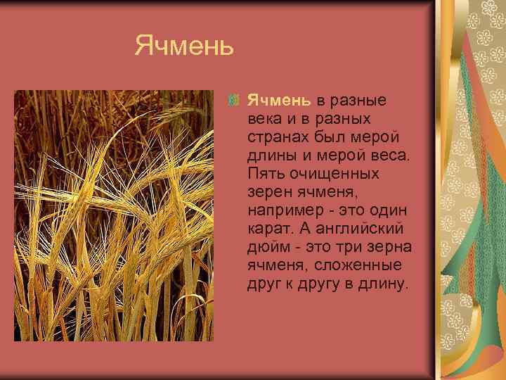  Ячмень в разные века и в разных странах был мерой длины и мерой
