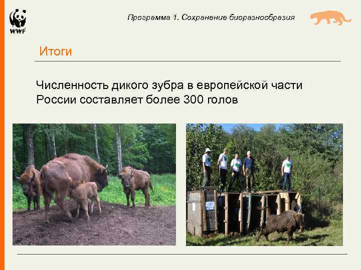 Программа 1. Сохранение биоразнообразия Итоги Численность дикого зубра в европейской части России составляет более