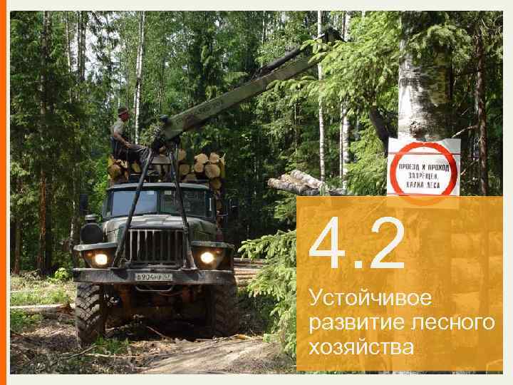 4. 2 Устойчивое развитие лесного хозяйства 