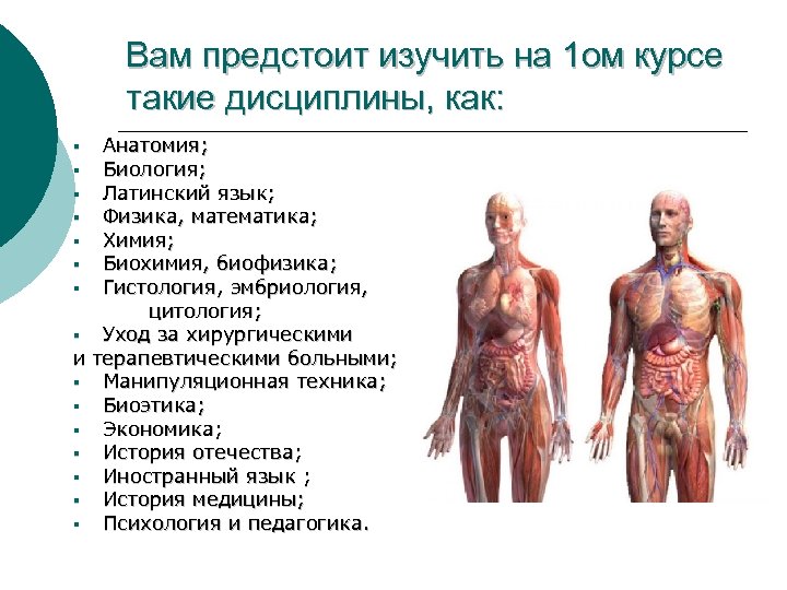 Вам предстоит изучить на 1 ом курсе такие дисциплины, как: Анатомия; § Биология; §