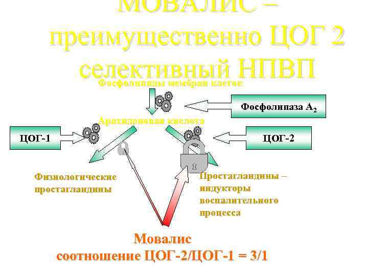 МОВАЛИС – преимущественно ЦОГ 2 селективный НПВП Фосфолипиды мембран клеток Фосфолипаза А 2 Арахидоновая