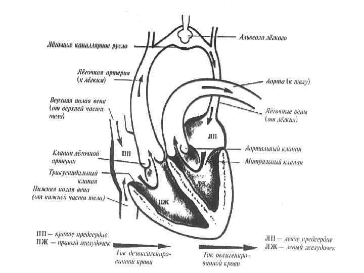 Презентация пороки сердца пропедевтика