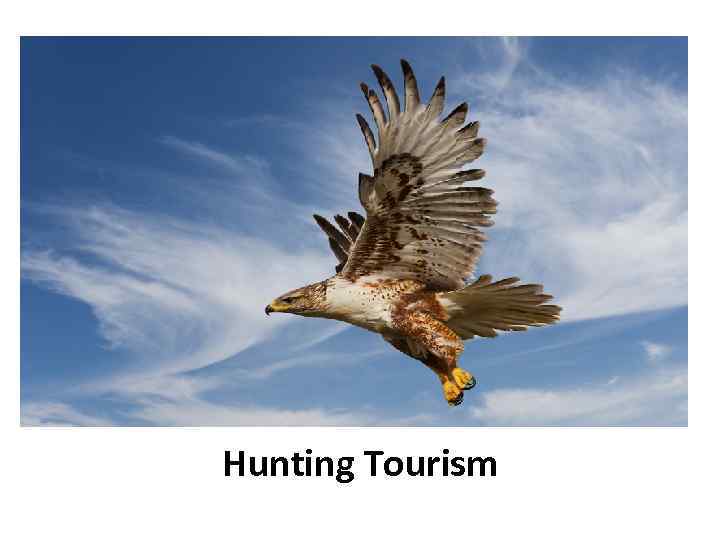 Hunting Tourism 