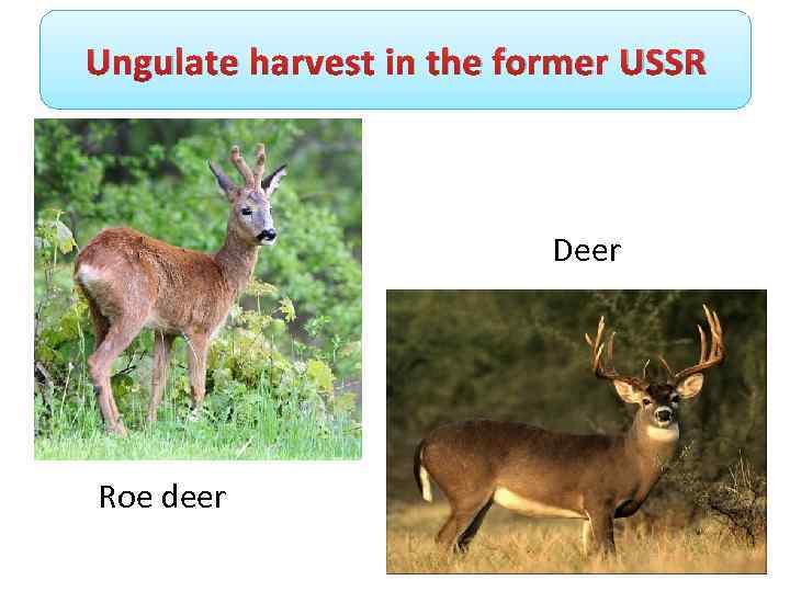 Ungulate harvest in the former USSR Deer Roe deer 
