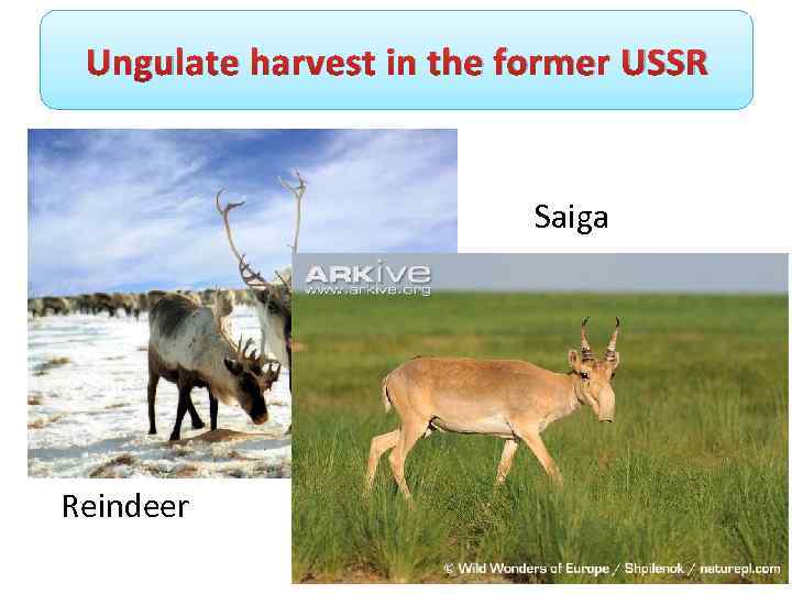 Ungulate harvest in the former USSR Saiga Reindeer 