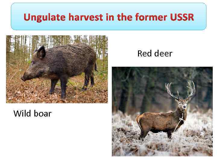 Ungulate harvest in the former USSR Red deer Wild boar 