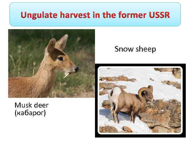 Ungulate harvest in the former USSR Snow sheep Musk deer (кабарог) 