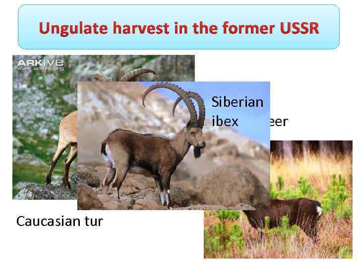 Ungulate harvest in the former USSR Siberian ibex deer Sika Caucasian tur 
