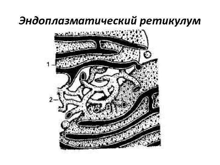 Эндоплазматический ретикулум 