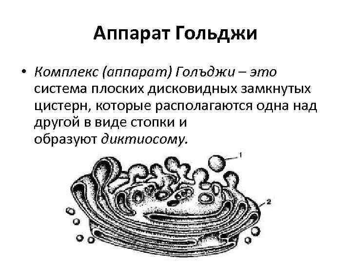 Аппарат Гольджи • Комплекс (аппарат) Голъджи – это система плоских дисковидных замкнутых цистерн, которые