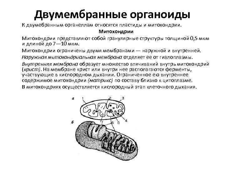 Двумембранные органоиды К двумебранным органеллам относятся пластиды и митохондрии. Митохондрии представляют собой гранулярные структуры