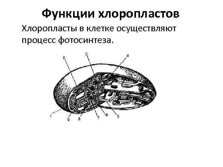 Функции хлоропластов Хлоропласты в клетке осуществляют процесс фотосинтеза. 