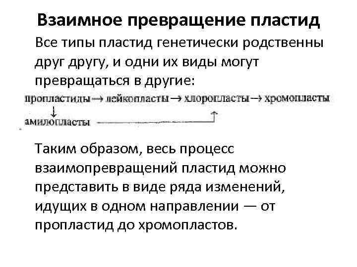 Взаимное превращение пластид Все типы пластид генетически родственны другу, и одни их виды могут