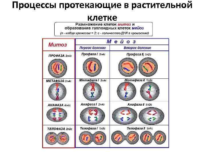 Процессы протекающие в растительной клетке 
