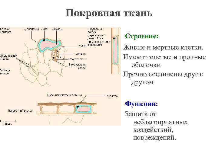 Покровная ткань Строение: Живые и мертвые клетки. Имеют толстые и прочные оболочки Прочно соединены