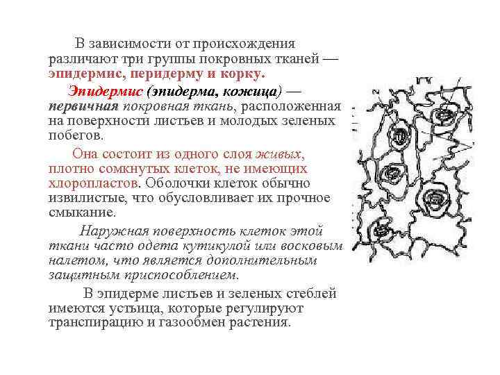  В зависимости от происхождения различают три группы покровных тканей — эпидермис, перидерму и