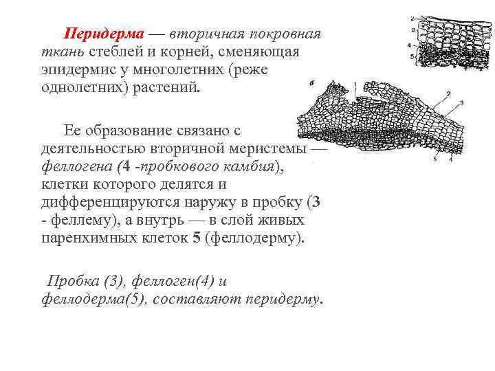 Перидерма — вторичная покровная ткань стеблей и корней, сменяющая эпидермис у многолетних (реже однолетних)