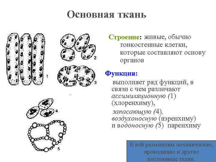 Основная ткань живые, обычно Строение: тонкостенные клетки, которые составляют основу органов Функция: выполняет ряд