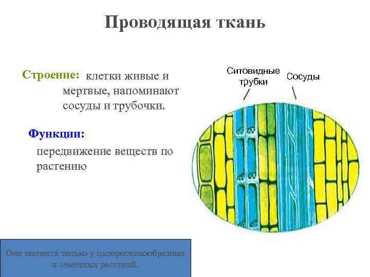 Проводящая ткань Строение: клетки живые и мертвые, напоминают сосуды и трубочки. Функции: передвижение веществ