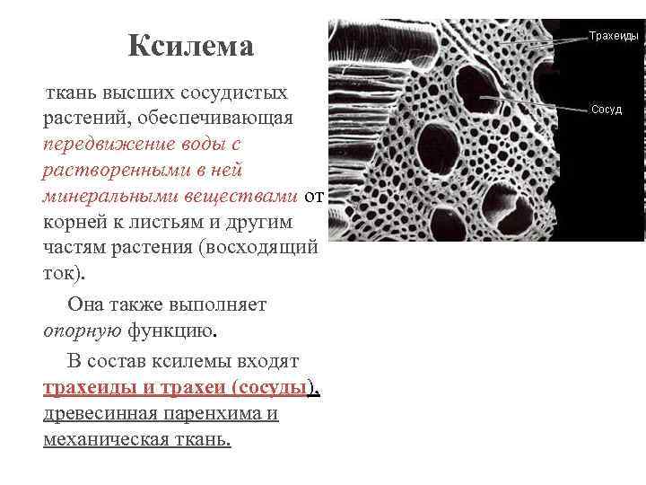 Ксилема – основная водопроводящая ткань сосудистых растений.. Ксилема строение местонахождение функции. Гистологические элементы ксилемы. Ксилема состоит из следующих тканей.