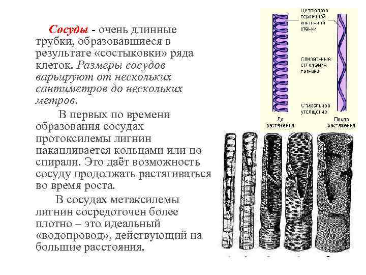 Сосуды - очень длинные трубки, образовавшиеся в результате «состыковки» ряда клеток. Размеры сосудов варьируют