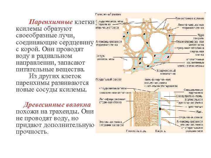 Паренхимные клетки ксилемы образуют своеобразные лучи, соединяющие сердцевину с корой. Они проводят воду в