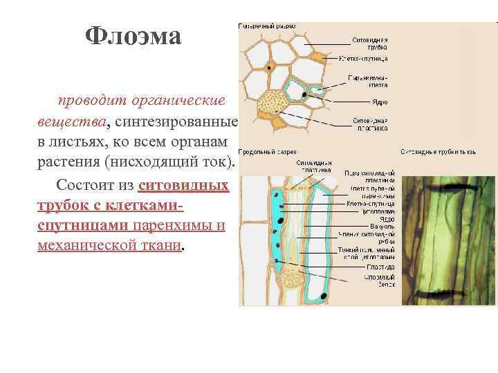 Роль проводящих тканей в растении