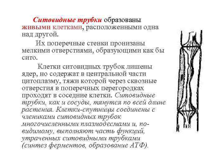  Ситовидные трубки образованы живыми клетками, расположенными одна над другой. Их поперечные стенки пронизаны