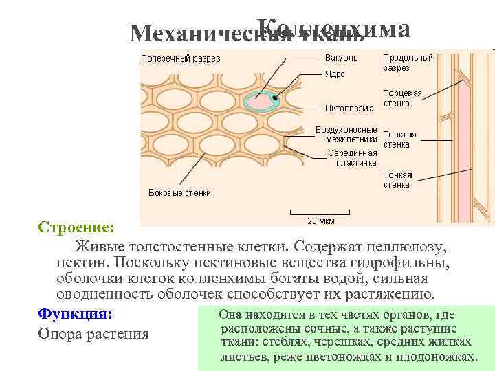 Колленхима Механическая ткань Строение: Живые толстостенные клетки. Содержат целлюлозу, пектин. Поскольку пектиновые вещества гидрофильны,