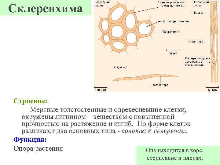 Склеренхима Строение: Мертвые толстостенные и одревесневшие клетки, окружены лигнином – веществом с повышенной прочностью