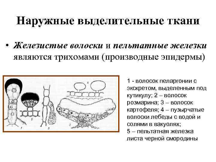 Наружные выделительные ткани • Железистые волоски и пельтатные железки являются трихомами (производные эпидермы) 1