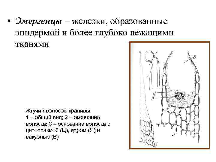  • Эмергенцы – железки, образованные эпидермой и более глубоко лежащими тканями Жгучий волосок