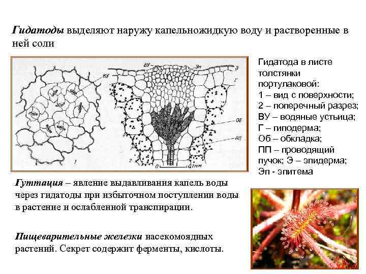 Гидатоды выделяют наружу капельножидкую воду и растворенные в ней соли Гидатода в листе толстянки