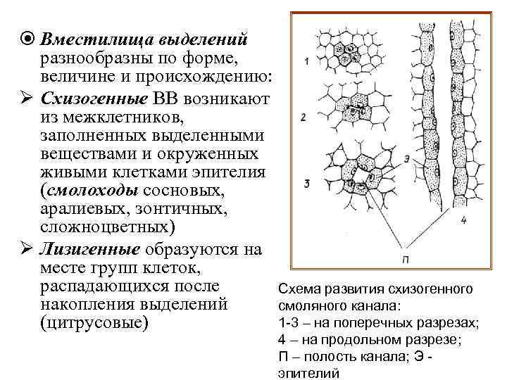  Вместилища выделений разнообразны по форме, величине и происхождению: Ø Схизогенные ВВ возникают из